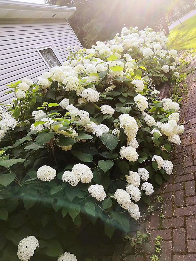 Lily'S Garden Hotell Charlottetown Eksteriør bilde